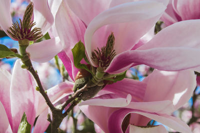 Close-up of pink flowering plant