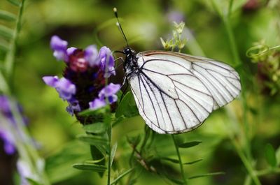 Close-up of butterfly pollinating on flower