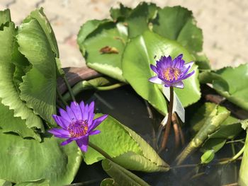 Close-up of purple lotus water lily