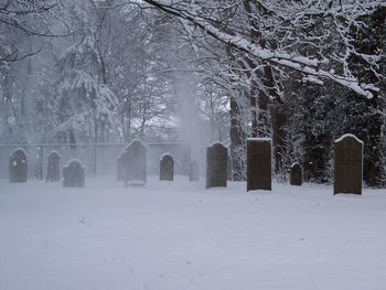 Silhouette of trees during winter