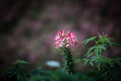 Close-up of pink flowering plant