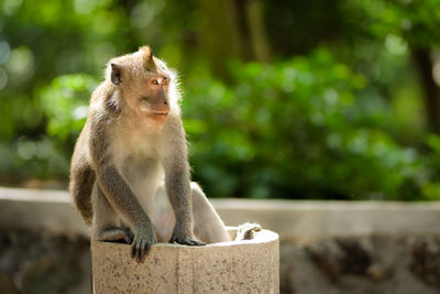 Monkey sitting on retaining wall