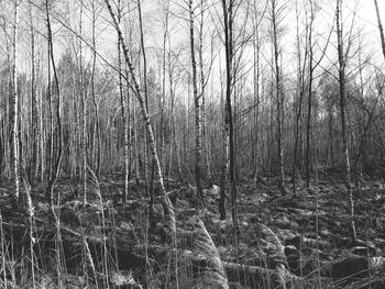 Bare trees in forest