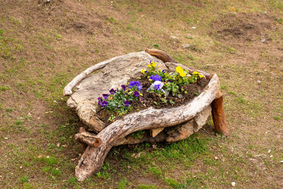 High angle view of purple flowering plant on field