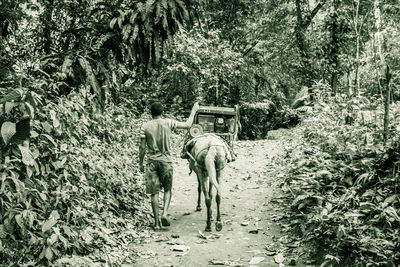 Rear view of horse in the forest