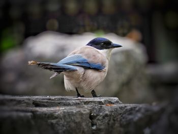 Close-up of bird perching on rock