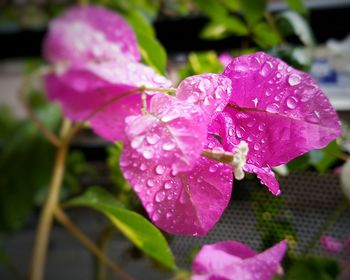 Close-up of water drops on pink flower