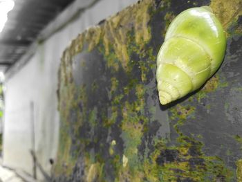 Close-up of lemon on plant against wall