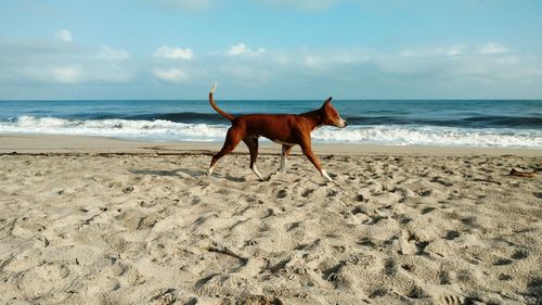 Dog walking on beach against sea