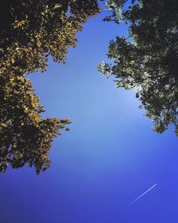 Low angle view of tree against blue sky