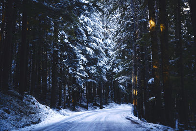 Road amidst trees in forest during winter