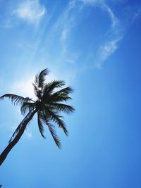 Low angle view of palm tree against blue sky