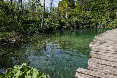 Scenic view of lake in forest