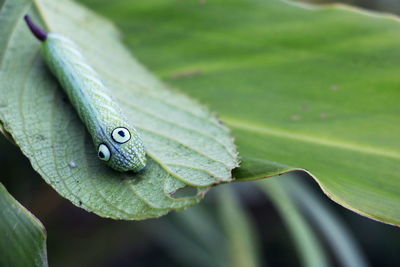 Close-up of caterpillar on leaf 