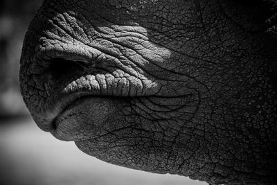 Close-up of rhinoceros mouth