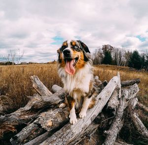 Dog on beach against sky