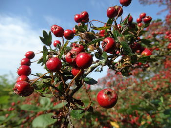 Red berries growing on tree