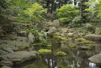 Scenic view of lake in forest