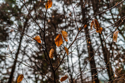 Low angle view of flowering plants on tree during autumn