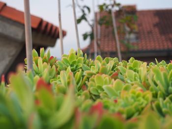 Low angle view of plants growing by building