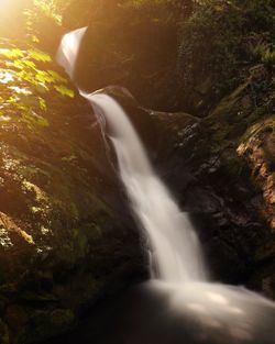 Scenic view of waterfall in forest