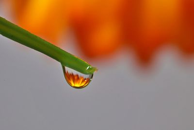 Close-up of raindrops on orange leaf