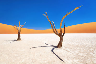 Dead trees on sand against clear sky