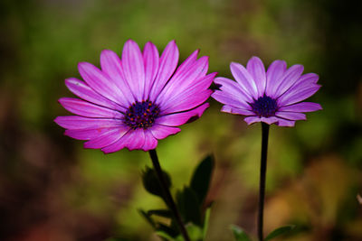 Close-up of purple flower