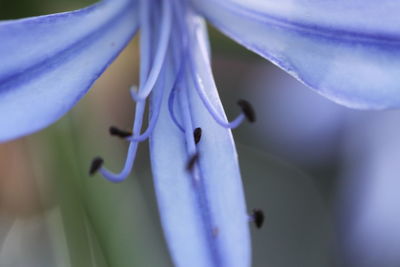 Close-up of purple flowering plant