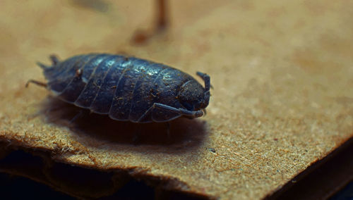 Close-up of insect on wood