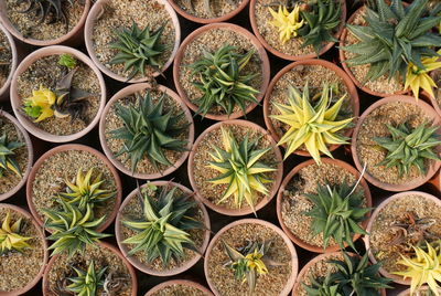 Full frame shot of potted plants