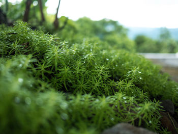 Close-up of wet grass growing on field