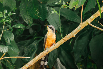 Beautiful mangrove cuckoo bird portrait from nature reserve in humacao puerto rico