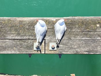 Directly above shot of seagulls on wood over sea