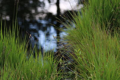 Grass growing in a field