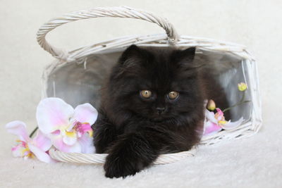 Close-up of kitten in basket