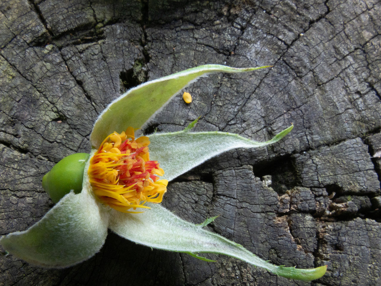 CLOSE-UP OF FRESH YELLOW FLOWER AGAINST WALL