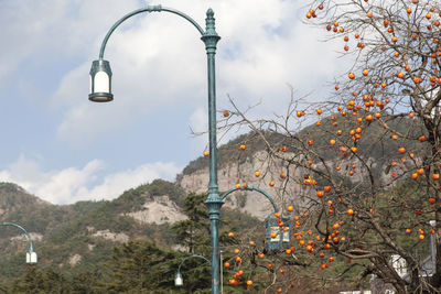 Low angle view of street lights by persimmon tree against mountains