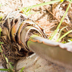 Close-up of lizard