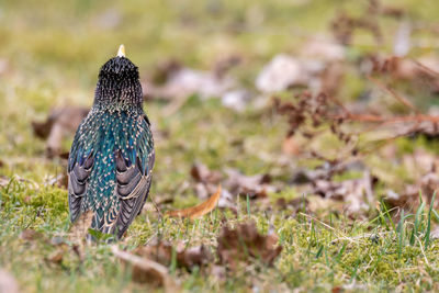 Close-up of a adult starling in spring plumage perching on a field
