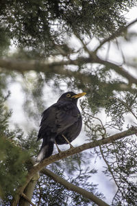 Low angle view of bird perching on tree