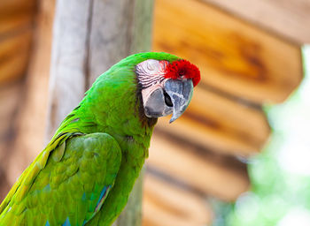 Macaw parrot bird.