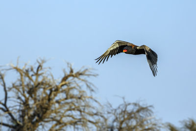 Low angle view of bird flying against clear sky