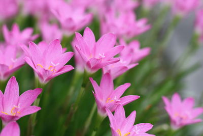 Close-up of pink flowering plants