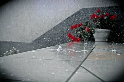 Close-up of flowers in water