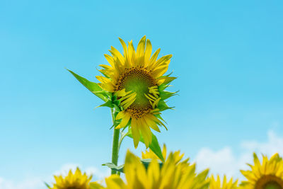 Low angle view of sunflower against sky