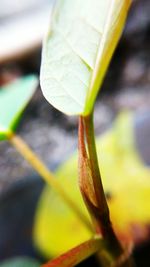 Close-up of insect on plant