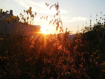 Scenic view of field against sky at sunset