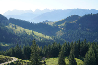 Panoramic view of pine trees and mountains against sky