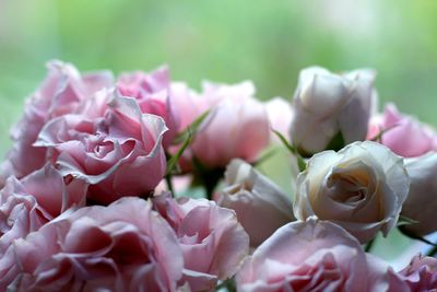 Close-up of pink and white roses